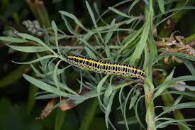Attēlu rezultāti vaicājumam “Calophasia lunula larva”