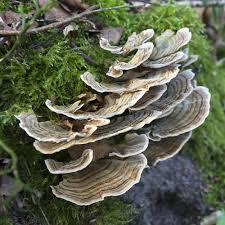 Attēlu rezultāti vaicājumam “Trametes versicolor”