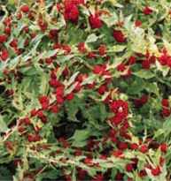 Image result for chenopodium foliosum