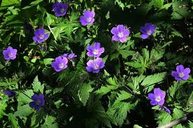 Attēlu rezultāti vaicājumam “Geranium sylvaticum”