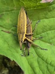 Attēlu rezultāti vaicājumam “Lixus iridis”