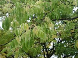 Attēlu rezultāti vaicājumam “Phellodendron amurense leaf”