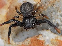 Attēlu rezultāti vaicājumam “Xysticus bifasciatus”