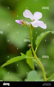 Attēlu rezultāti vaicājumam “Cardamine bulbifera flower”