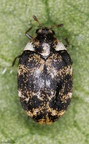 Attēlu rezultāti vaicājumam “Anthrenus museorum”