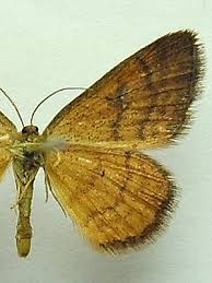 Attēlu rezultāti vaicājumam “Idaea serpentata”