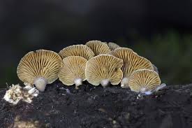 Attēlu rezultāti vaicājumam “Panellus stipticus”