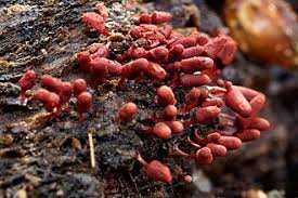 Attēlu rezultāti vaicājumam “Arcyria helvetica”