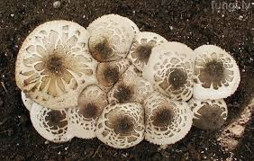 Attēlu rezultāti vaicājumam “Macrolepiota rhacodes var. bohemica”