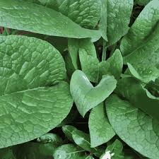 Attēlu rezultāti vaicājumam “Symphytum officinale leaf”