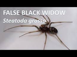 Attēlu rezultāti vaicājumam “Steatoda grossa”