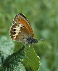 Attēlu rezultāti vaicājumam “Coenonympha arcania”