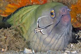 Image result for Gymnothorax vicinus
