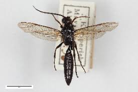 Attēlu rezultāti vaicājumam “Diphyus latebricola”