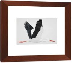 Attēlu rezultāti vaicājumam “Ciconia ciconia adult”