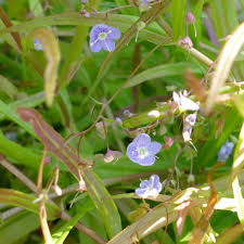 Attēlu rezultāti vaicājumam “Veronica scutellata flower”