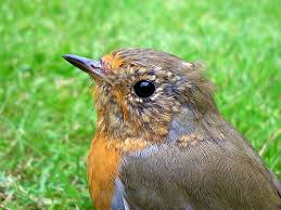 Attēlu rezultāti vaicājumam “Erithacus rubecula juvenile”