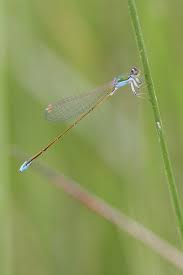 Attēlu rezultāti vaicājumam “Nehalennia speciosa”