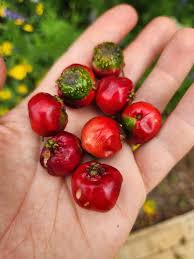 Attēlu rezultāti vaicājumam “Crataegus macracantha fruit”