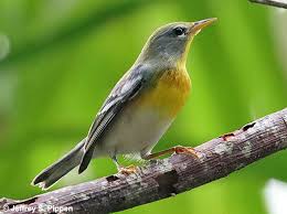Image result for Parula americana