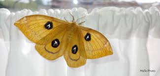 Attēlu rezultāti vaicājumam “Aglia tau”