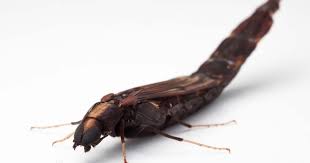 Attēlu rezultāti vaicājumam “Hylecoetus dermestoides male”