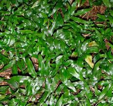 Attēlu rezultāti vaicājumam “Cribraria tenella”