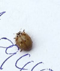 Attēlu rezultāti vaicājumam “Adalia decempunctata”