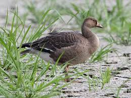 Attēlu rezultāti vaicājumam “Anser albifrons adult”