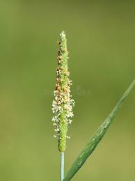 Attēlu rezultāti vaicājumam “Alopecurus aequalis leaf”