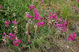 Attēlu rezultāti vaicājumam “Lathyrus sylvestris leaf”