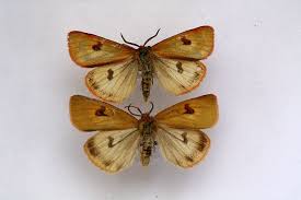 Attēlu rezultāti vaicājumam “Diacrisia sannio male”