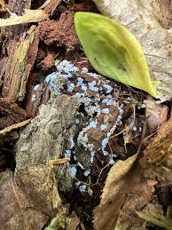 Attēlu rezultāti vaicājumam “Ceratiomyxa morchella stalked”