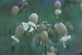 Image result for Silene vulgaris