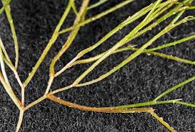 Attēlu rezultāti vaicājumam “Stuckenia pectinata”