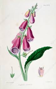 Image result for Digitalis purpurea