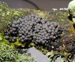 Attēlu rezultāti vaicājumam “Cribraria argillacea macro”