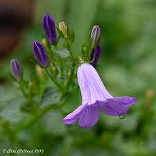 Attēlu rezultāti vaicājumam “Campanula rapunculoides flower”