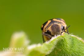 Attēlu rezultāti vaicājumam “Mordellidae”