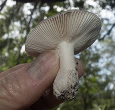 Attēlu rezultāti vaicājumam “Gloeoporus taxicola”