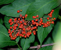 Attēlu rezultāti vaicājumam “Sambucus racemosa fruit”
