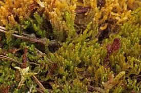 Attēlu rezultāti vaicājumam “Barbilophozia kunzeana”