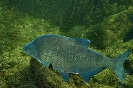 Image result for Abramis brama