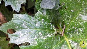 Attēlu rezultāti vaicājumam “Erysiphe galeopsidis”