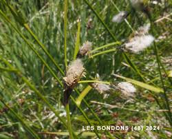 Attēlu rezultāti vaicājumam “Eriophorum latifolium fruit”