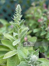 Attēlu rezultāti vaicājumam “Verbascum thapsus bud”