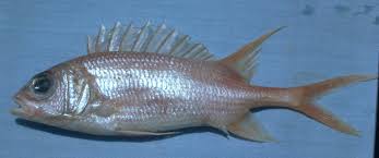 Image result for Holocentrus adscensionis