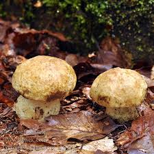 Attēlu rezultāti vaicājumam “Gyroporus cyanescens”