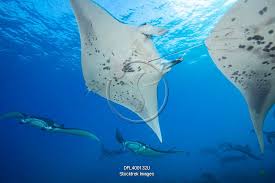 Image result for Mobula alfredi