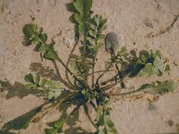 Attēlu rezultāti vaicājumam “Capsella bursa-pastoris leaf”